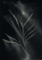 http://www.actionaqua.com/files/gimgs/th-113_20250723DJI0001invert.jpg