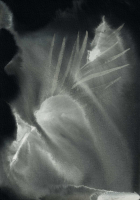http://www.actionaqua.com/files/gimgs/th-113_20250723DJI0007invert.jpg