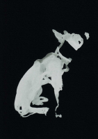 http://www.actionaqua.com/files/gimgs/th-114_20250110fhd0091invert.jpg