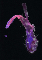 http://www.actionaqua.com/files/gimgs/th-121_20250127fhd0037-38invert.jpg