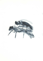 http://www.actionaqua.com/files/gimgs/th-128_20250411DJI0001.jpg