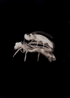 http://www.actionaqua.com/files/gimgs/th-129_20250411DJI0001invert.jpg