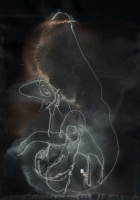http://www.actionaqua.com/files/gimgs/th-135_20250516DJI0015invert.jpg