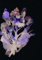 http://www.actionaqua.com/files/gimgs/th-142_20250811DJI0001invert.jpg