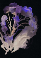http://www.actionaqua.com/files/gimgs/th-142_20250811DJI0006invert.jpg