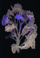 http://www.actionaqua.com/files/gimgs/th-142_20250811DJI0010invert.jpg