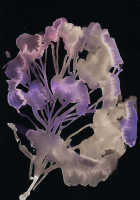 http://www.actionaqua.com/files/gimgs/th-142_20250811DJI0011invert.jpg