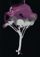 http://www.actionaqua.com/files/gimgs/th-142_20250813DJI0006invert.jpg