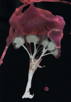 http://www.actionaqua.com/files/gimgs/th-142_20250813DJI0007invert.jpg