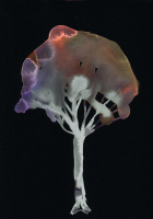 http://www.actionaqua.com/files/gimgs/th-142_20250813DJI0008invert.jpg