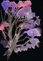 http://www.actionaqua.com/files/gimgs/th-142_20250829DJI10005invert.jpg