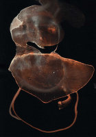 http://www.actionaqua.com/files/gimgs/th-150_20260107DJI10001invert.jpg